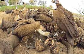 More Than 120 Endangered Vultures Die After Poacher Poisoning in South Africa