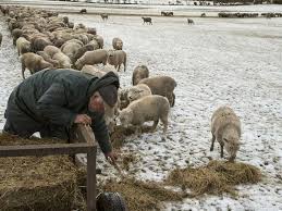 New Zealand Sheep Outnumber Humans 4.5 to 1, Report Reveals May 8, 2025